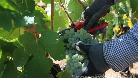 Vendimia y uvas, Godeval la vedimia más temparana de Galicia (7)