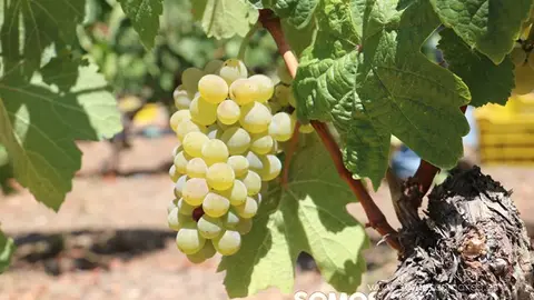 godello Vendimia y uvas, Godeval la vedimia más temparana de Galicia (32)