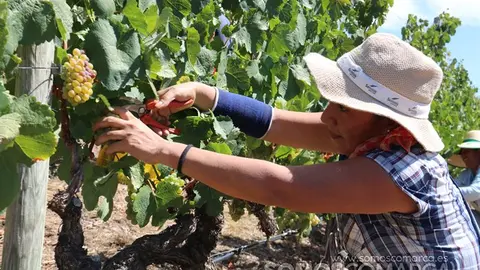 Vendimia y uvas, Godeval la vedimia más temparana de Galicia (36)
