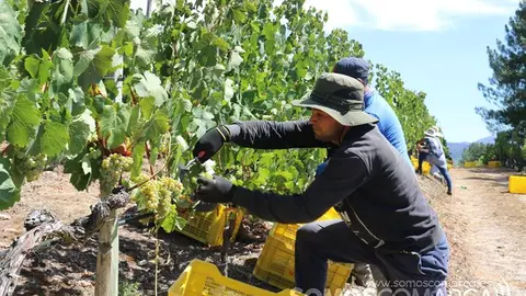 Vendimia y uvas, Godeval la vedimia más temparana de Galicia (38)