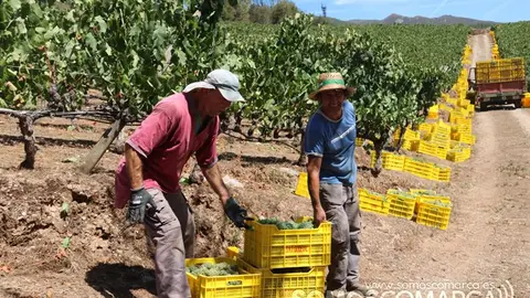 Vendimia y uvas, Godeval la vedimia más temparana de Galicia (43)