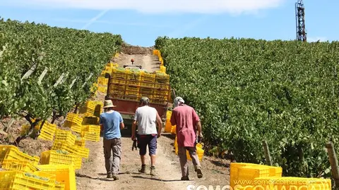 Vendimia y uvas, Godeval la vedimia más temparana de Galicia (45)