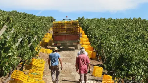 Vendimia y uvas, Godeval la vedimia más temparana de Galicia (46)