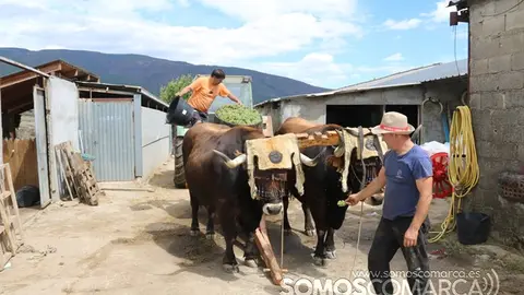 somoscomarca_petin_mrionogueira_vendimia_bueyes_2022 (1)