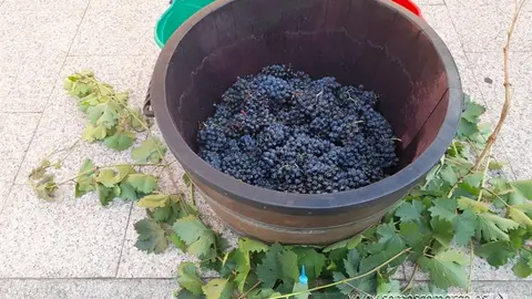 pisadoprimermosto_ilesiasantarita_vendimia_obarco (1)