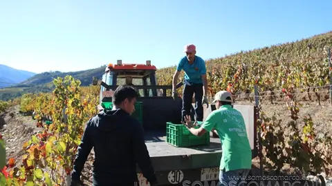 somoscomarca_entoma_roandi_vendimia_bodega_2022 (30)