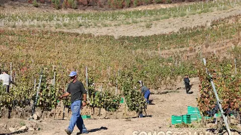 somoscomarca_entoma_roandi_vendimia_bodega_2022 (34)