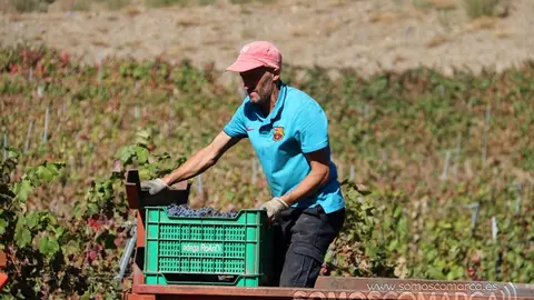 somoscomarca_entoma_roandi_vendimia_bodega_2022 (36)
