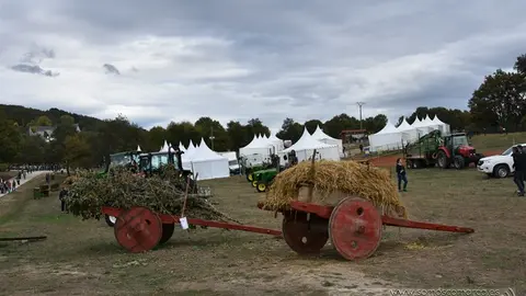 Crianza Trevinca, exposición ganadera y agrícola (33)