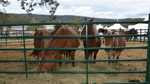 Crianza Trevinca, exposición ganadera y agrícola (54)