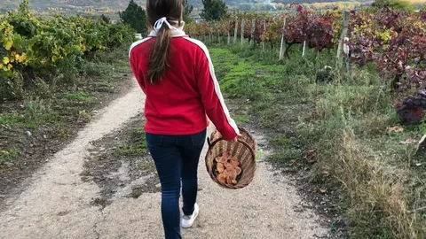 somoscomarca_setas_cesta_2022-11-02