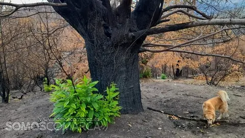 somoscomarca_catañoquemado_robledo_panchito_incendio