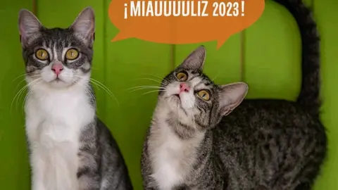 somoscomarca_patrullafelina_calendario_2022-11-29