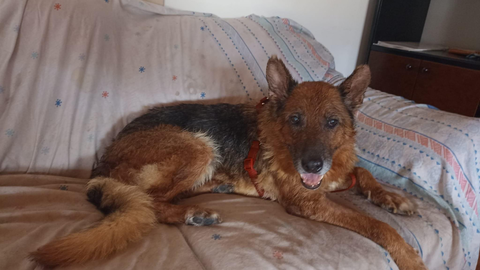 SOMOSCOMARCA_PERRO_PELUDINES_PASTORALEMAN_2022-12-27 (1)