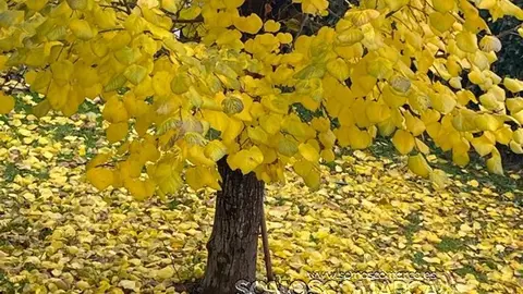 somoscomarca_otoño_arbol_amarillo_2022