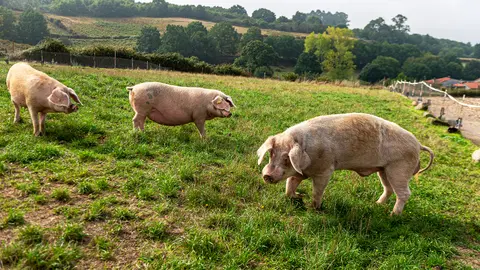 Animais da granxa-escola de Armariz en Nogueira de Ramuín.