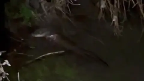 Nutria en el Sil a su paso pr O Barco