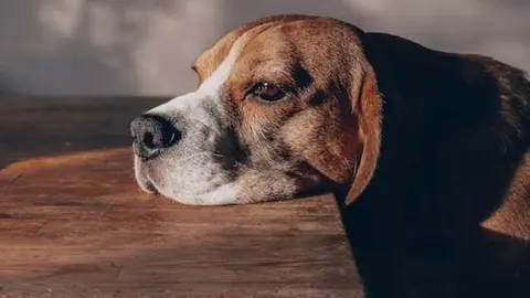 portada_somoscomarca_perro_aburrido_2023