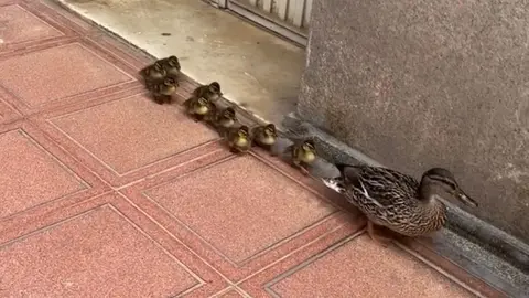 somoscomarca-portada-patos-2023-04-27