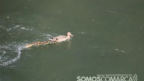 somoscomarca_aguasbravas_entregapremios_pasarela_patitos_20232023606 (60)