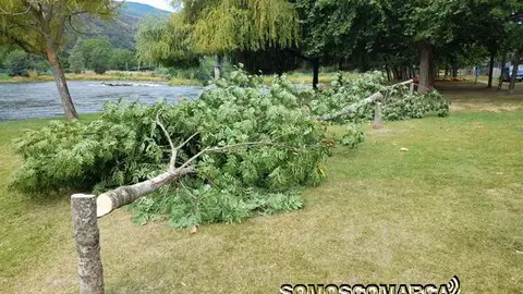 somoscomarca_obarco_playafluvial_arbolescortados