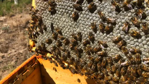 somoscomarca_sanxoán-colmenas(2)_2023