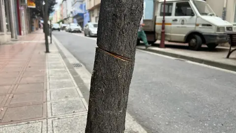 portada-somsocomarca-arboles-tala-avenidaestacion-2023-07-20