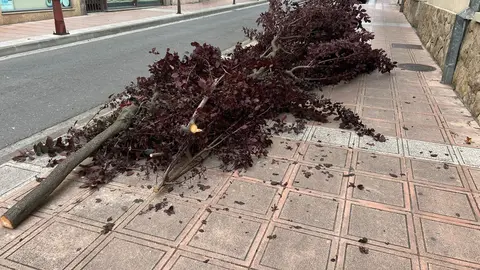 portada-somoscomarca-arbole-corte-2023-0721 (1)