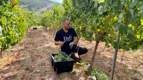 portada-somoscomarca-vendimia-2023-08-21