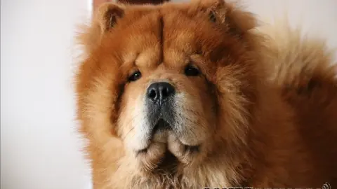 p_somoscomarca_perro_chowchow_turko_2023-09-29