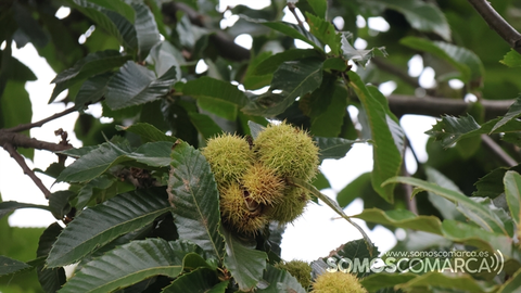 p_somoscomarca_231017_castañas_gherizoz_peste_hongos_enfermedadherizocastañas (4)