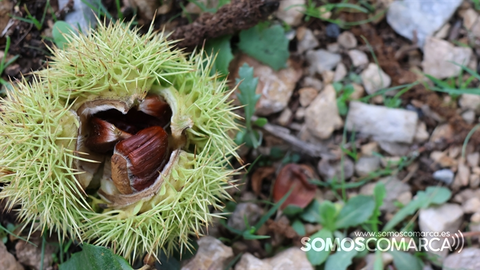 p_somoscomarca_231017_castañas_gherizoz_peste_hongos_enfermedadherizocastañas (6)