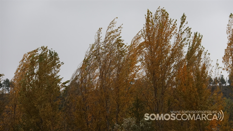 somoscomarca_2311104_obarco_arboles_chopos_otoño_viento (2)