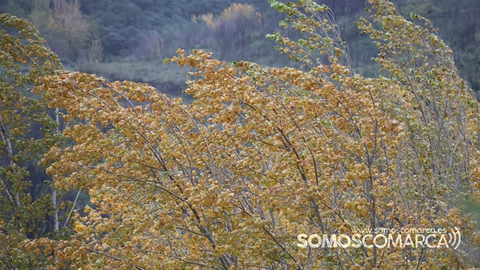 somoscomarca_2311104_obarco_arboles_chopos_otoño_viento (3)
