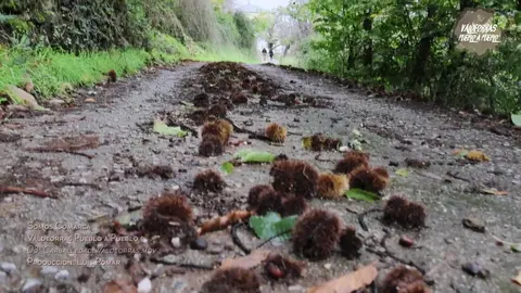 VPP_portada_carballeda