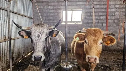 somoscomarca_240319_manzaneda_granja_vacas (4)