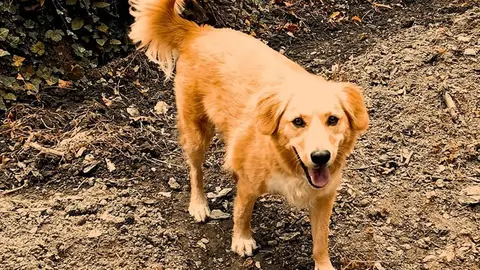 somoscomarca_240513_panchito_garrapatas257