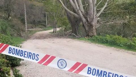 somoscomarca_202410010_asermitas_arboles_cortevia_zinarecreativa (3)