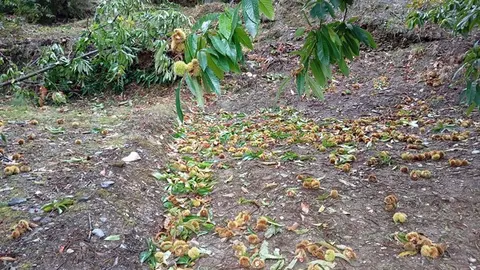 Daños en la cosecha de castañas en Carballeda