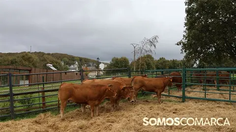 somoscomarca_20241018_aveiga_feriaganado_crianzatrevinca