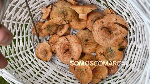 somoscomarca_202410setas_choupin_lepiota4207