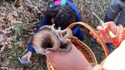 somoscomarca_20241109_trives_laviuda_setas_xornadasmicoloxicas (1)