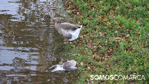 somoscomarca_20241125_obarco_ocamuerta (4)