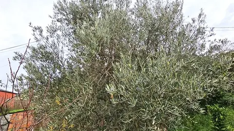 somoscomarca_20241130_olivo_poda