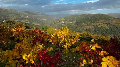 somoscomarca_20241204_carballeda_bodega_ocabalin26