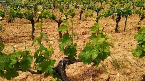 somoscomarca_202412010_vilamartin_bodegasruchel84