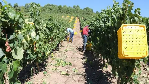 vendimia_dberna_vviñaredo_