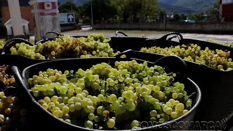 p_somoscomarca_20240131_uvas_cestosuvas