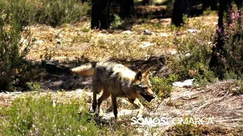 somoscomarca_20250411_campo_lobo