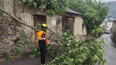 somoscomarca_arua_arbolescaidos_proteccioncivil (1)
